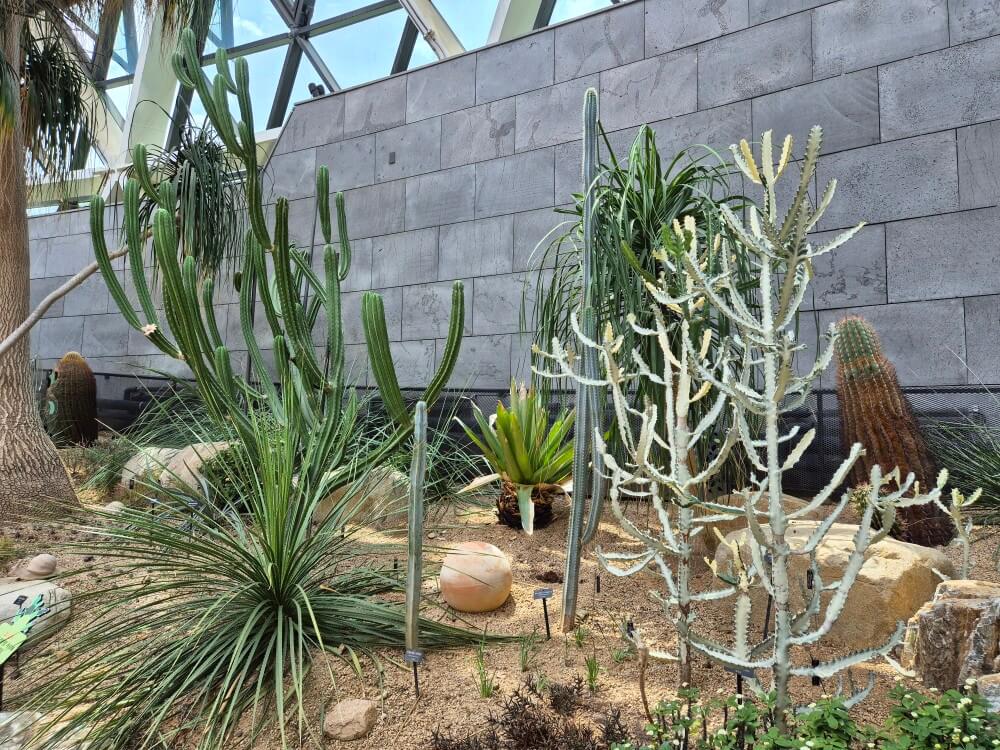 지중해관 식물 6