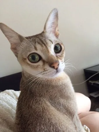 아비니시안 고양이 유전병_4