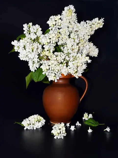 하얀색 라일락 꽃 사진