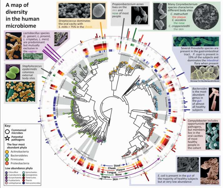 NGS 기술을 활용한 장내 미생물 분석: 원리, 적용 사례, 건강과의 연관성