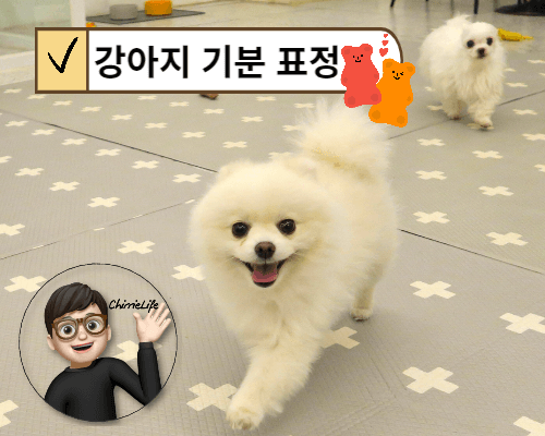 활짝 웃고 있는 강아지