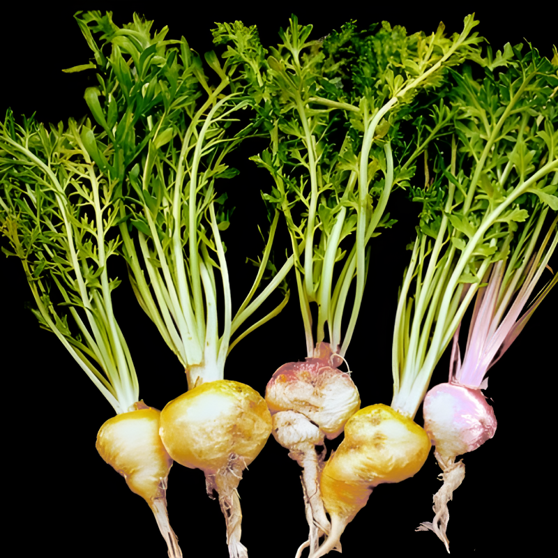 마카의 주요효능