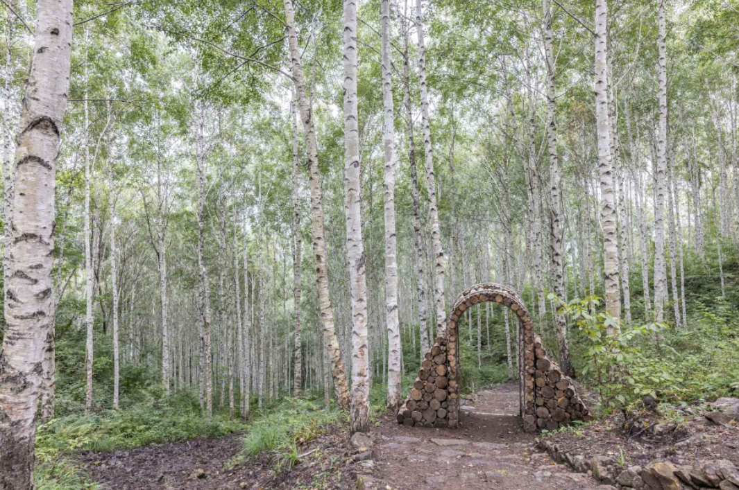 속삭이는 자작나무숲