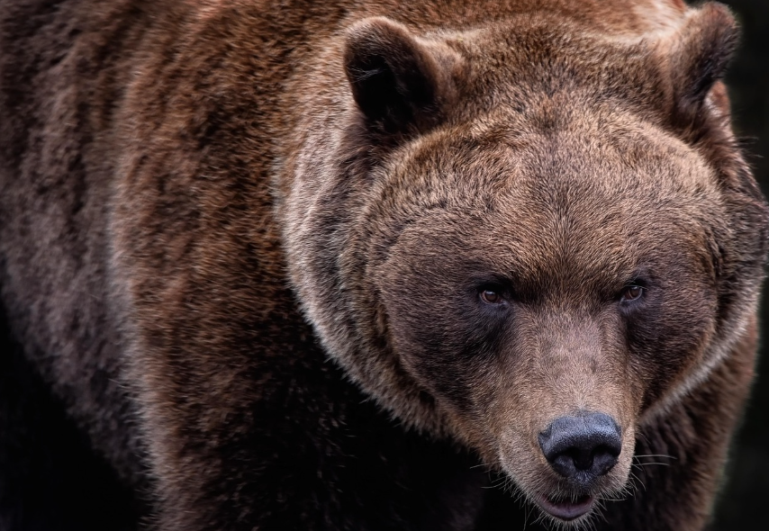 곰이 꿈에 나오면 좋은 꿈일까?