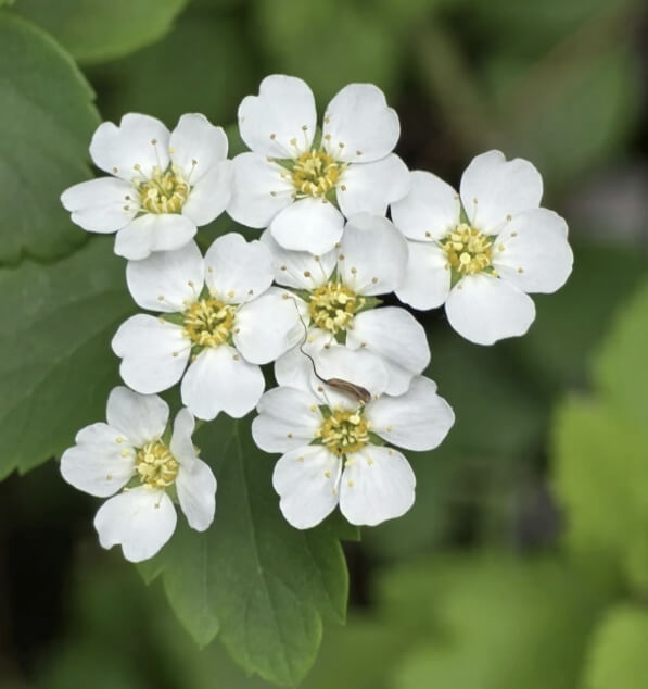 찔레꽃 꽃말