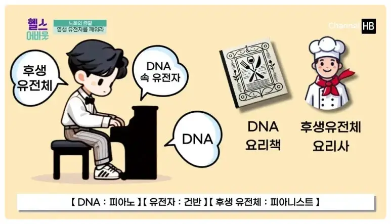 일본nmn효능