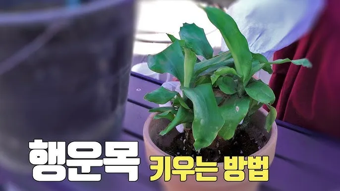 "행운목