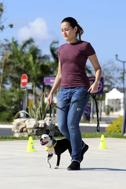 보스턴 테리어 애교만점 강아지 특징_3