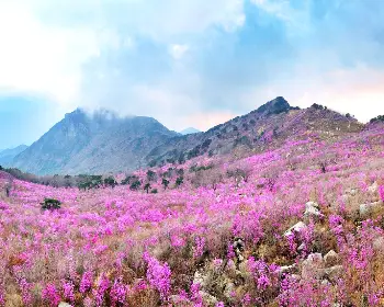 비슬산 참꽃축제_20
