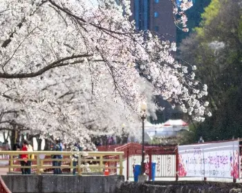 에덴 벚꽃길 벚꽃축제_5