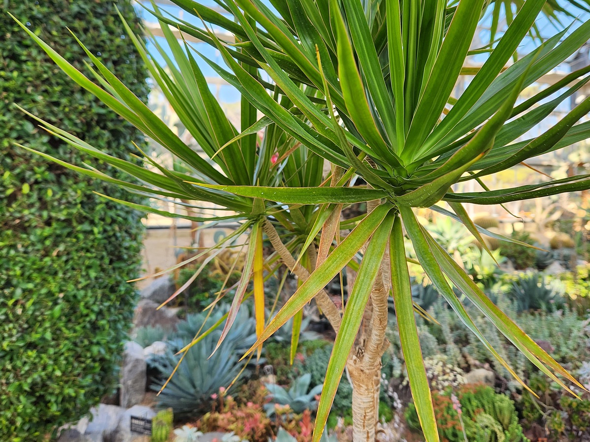 드라세나 마지나타