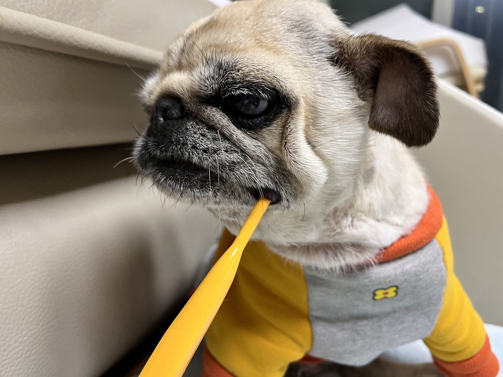 양치하는-복댕이