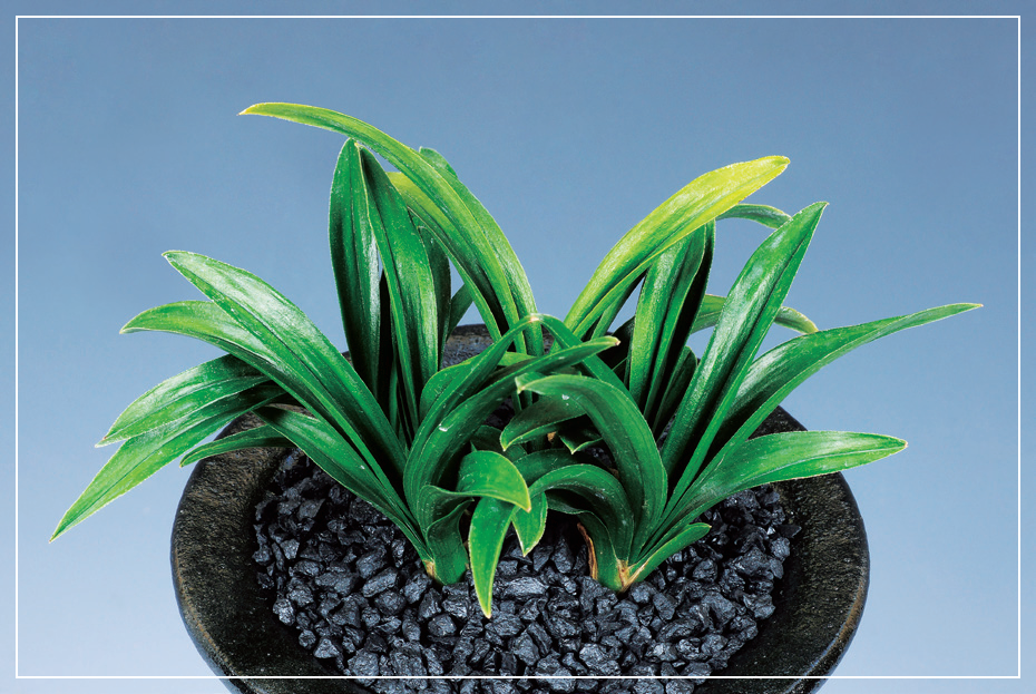 단엽종 『송악』