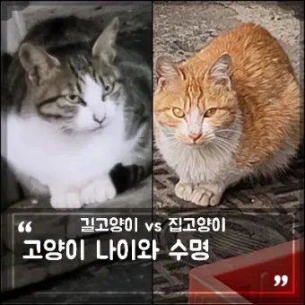 집고양이 vs 길고양이 평균 수명 차이 심층 분석_33