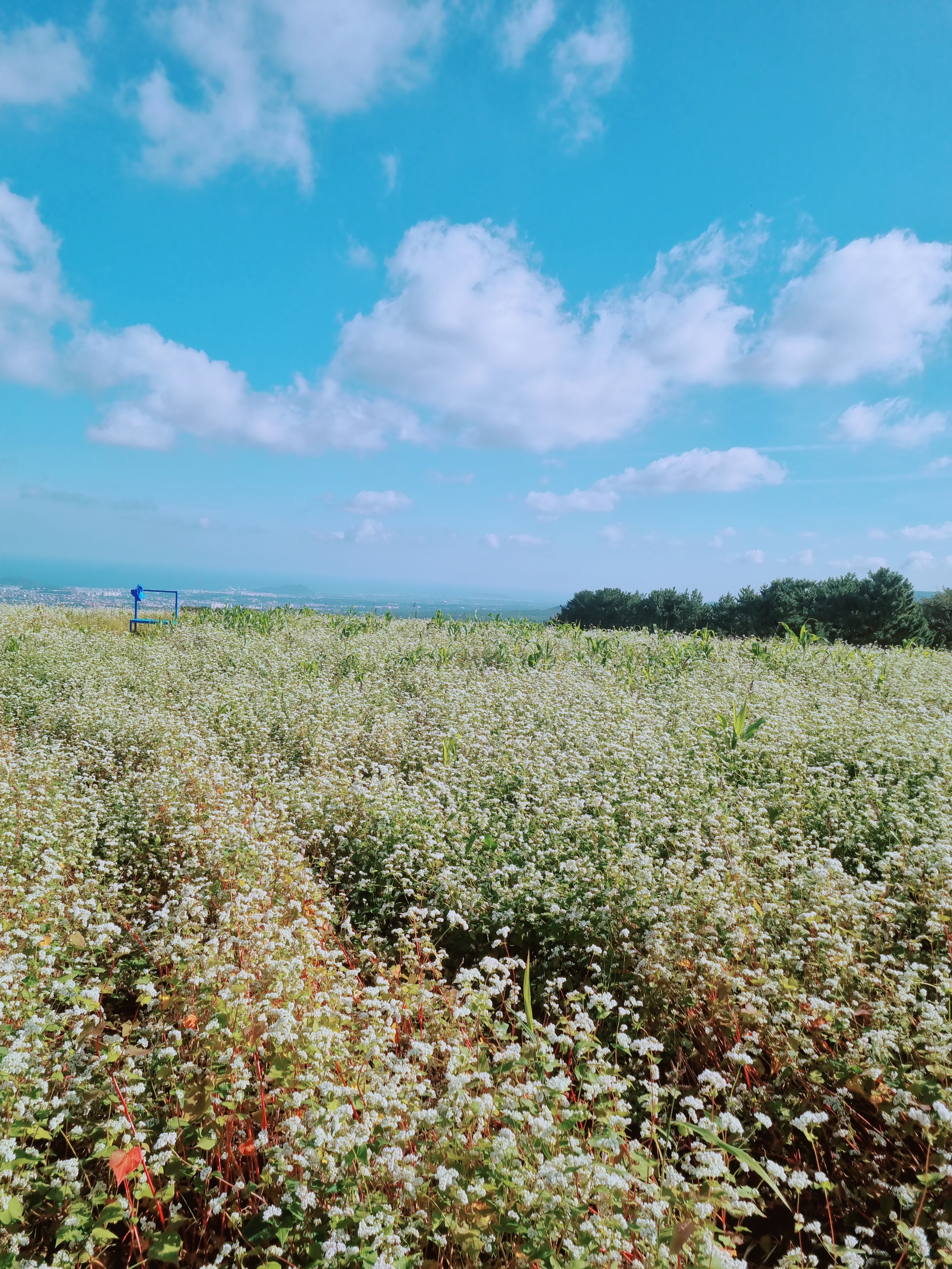 오라동 메밀꽃밭