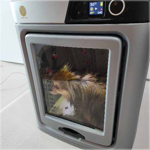 반려견 드라이룸