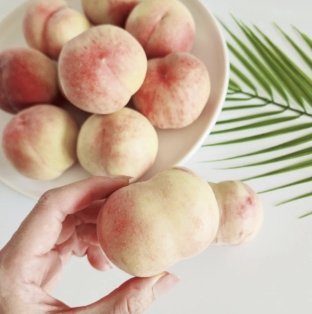 납작복숭아 구매하기