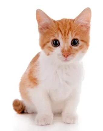 고양이 사진 실내 소음 최소 초점 고정 눈빛 살리기_3
