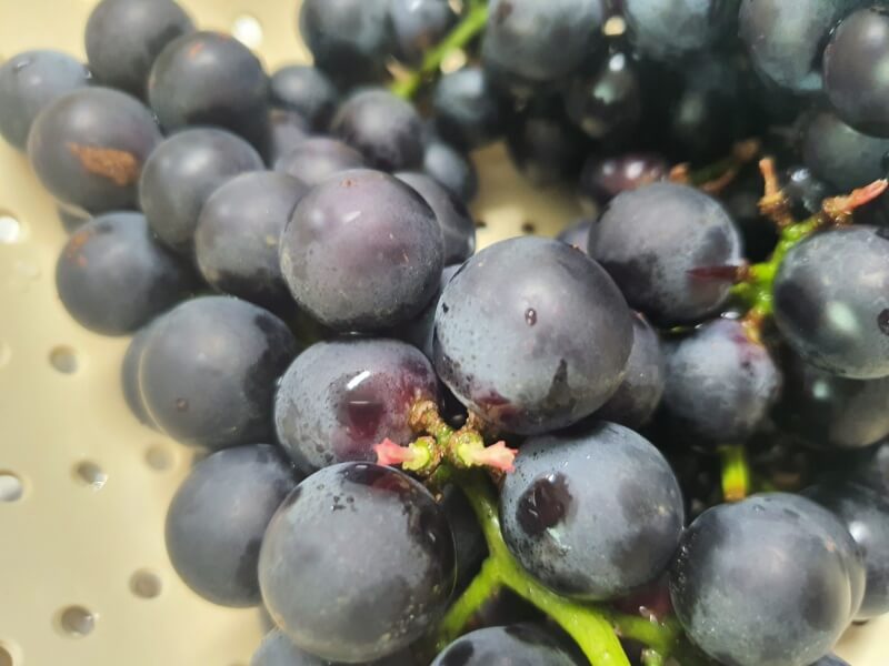 근접해서-찍은-검은색-포도