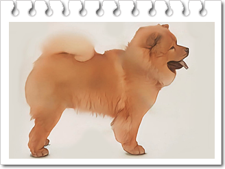 안녕soni
스피츠 타입견
차우차우