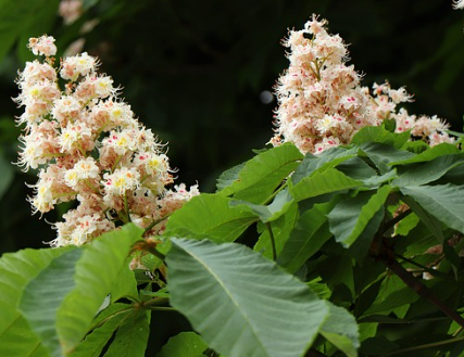 공원 마로니에 열매 독성, 먹는법 알려드린다는 거 믿지 마세요