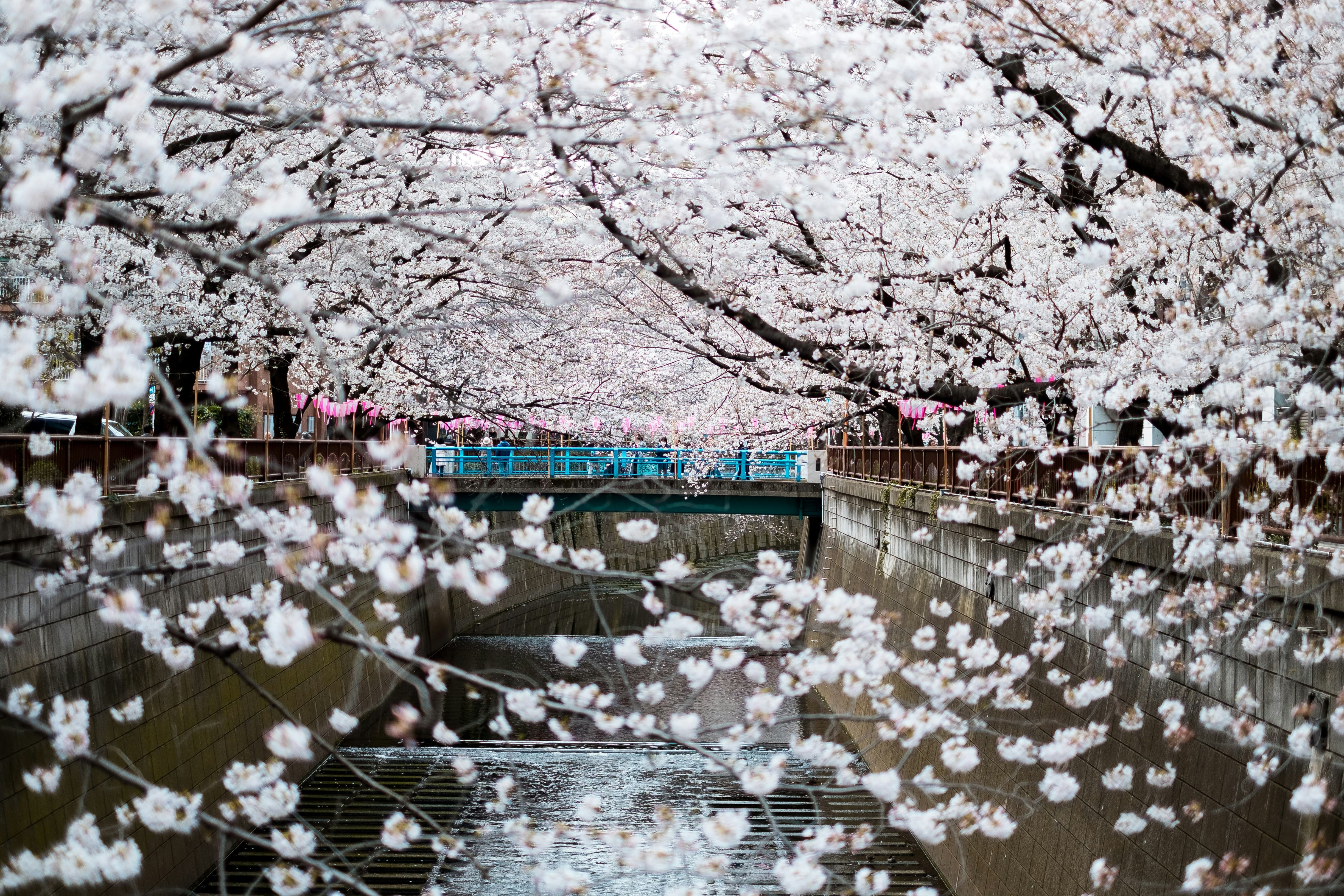 전국 벚꽃축제 일정 개화시기 핵심명소 총정리