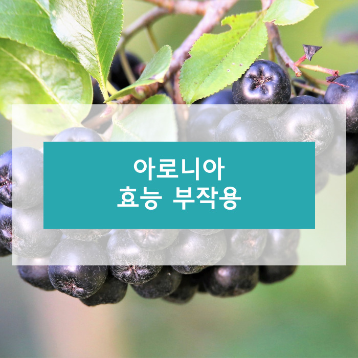 아로니아에 대하여