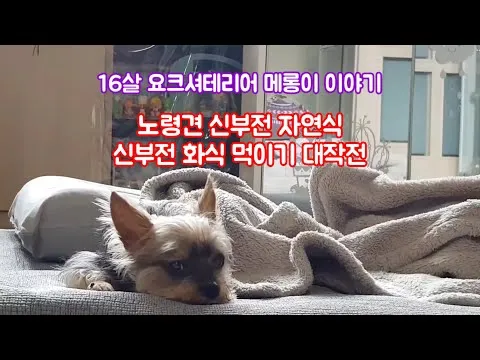 노령견 신부전2기 자연식 화식 레시피 건강식_5
