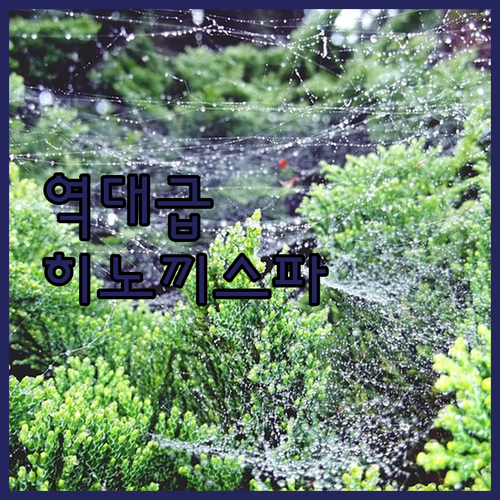 웰리힐리파크 근처 펜션 추천 히노끼탕..