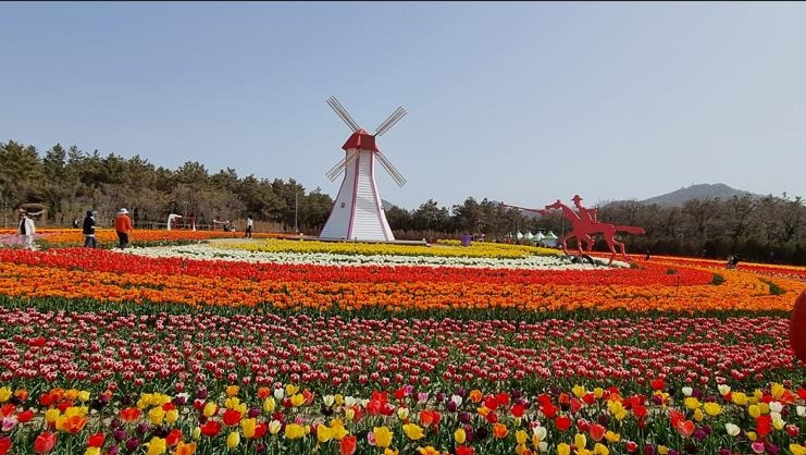 임자도 튤립축제 