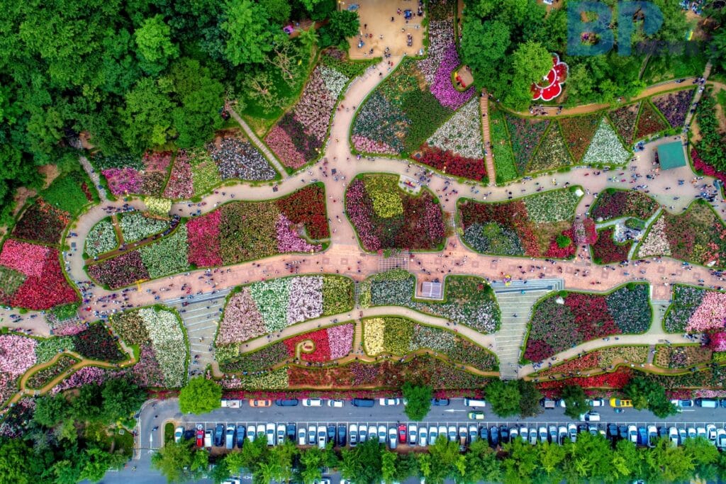 부천-백만-송이-장미원