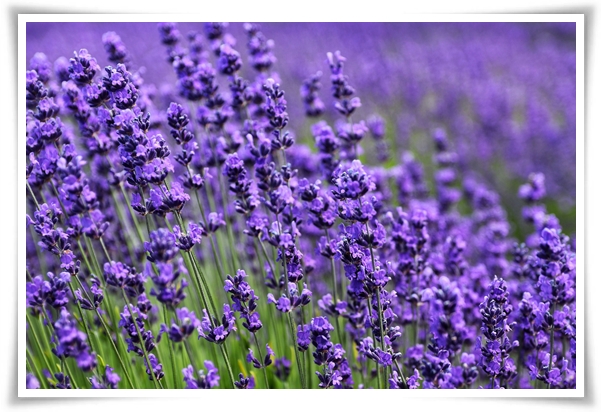 &quot;라벤더&quot; 향긋한 보랏빛 유혹, 자연이 선물하는 힐링과 영감의 향기!