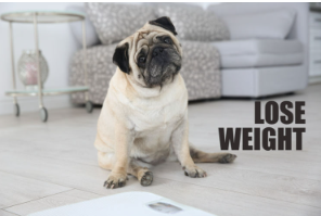 개의 체중이 감소하고 있다