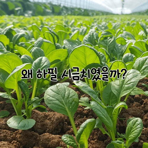 시금치밭