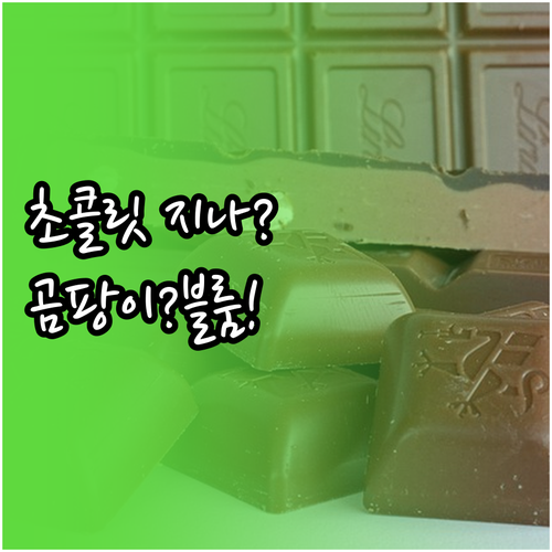 초콜릿 유통기한 지나도 먹는 법 곰팡..