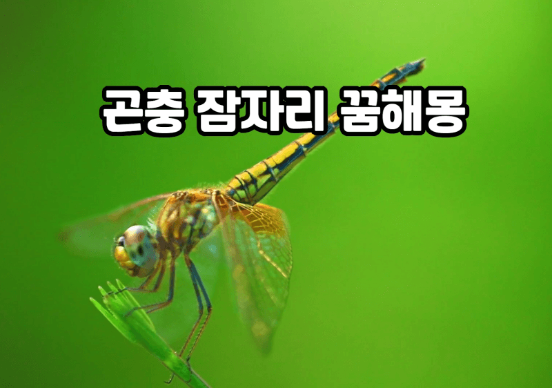 풀대에 앉아있는 잠자리 사진