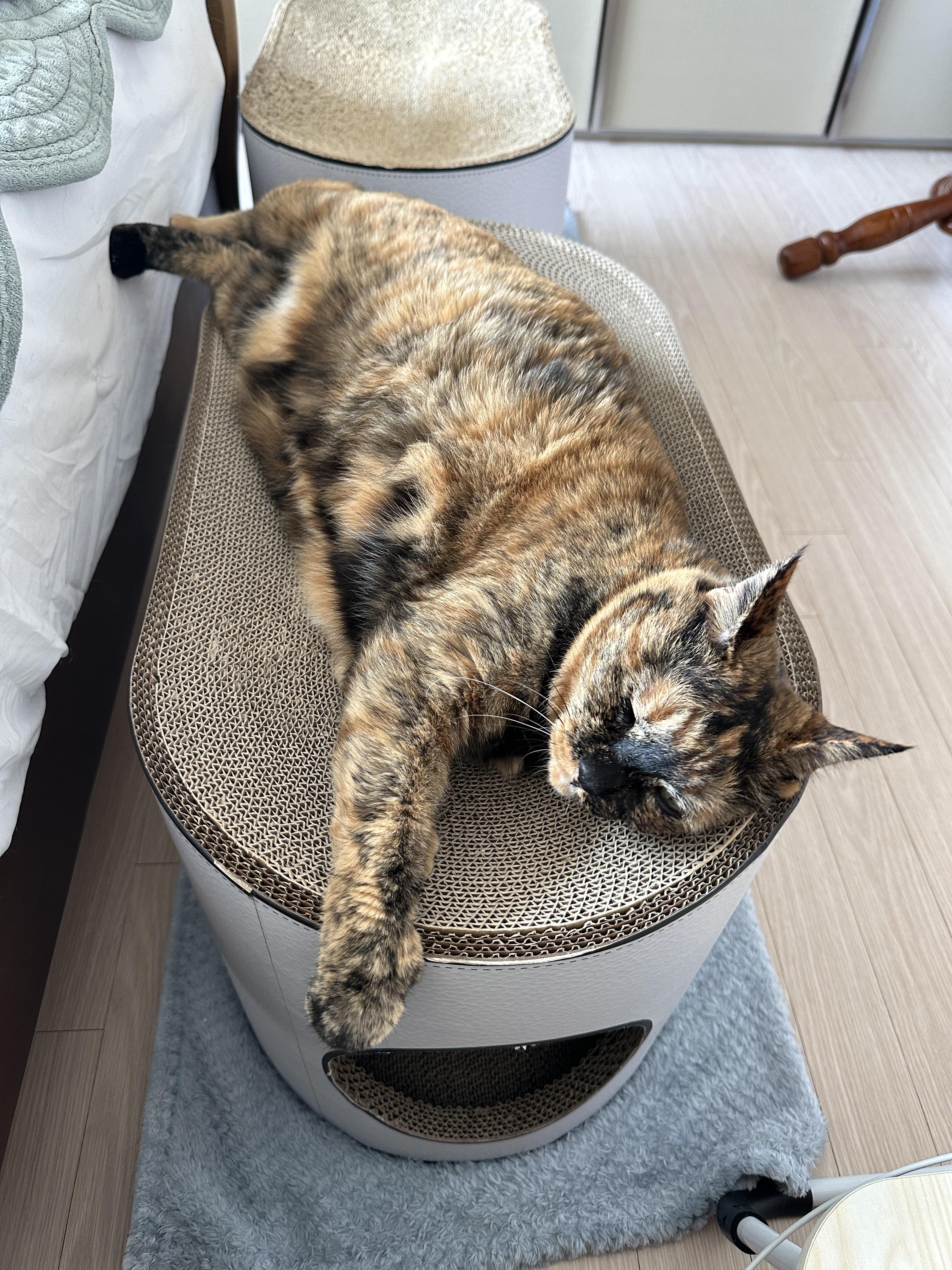 새_스크래쳐_위에_누워서_발라당발라당_기분좋은_카오스고양이_사랑이_2