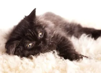 고양이 근육 경련 증상 원인 치료_6