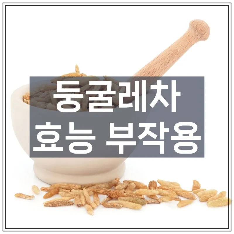 둥글레차 효과 건강에 좋은 차 효능 정리_1