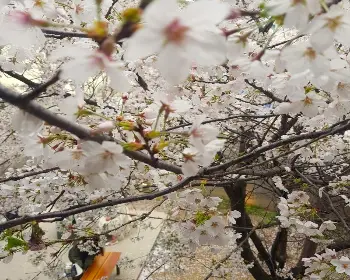 경주벚꽃축제_15