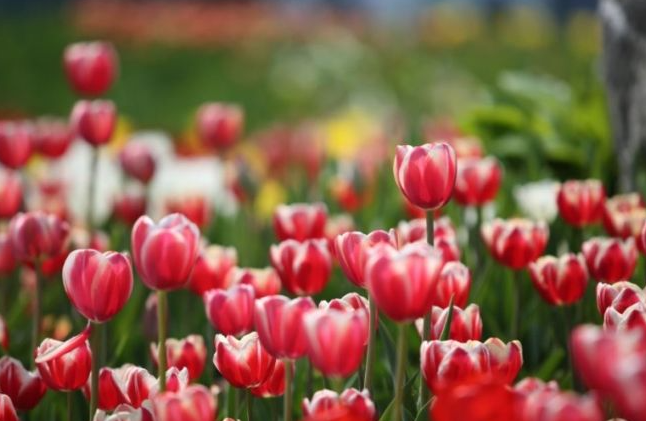 일산 호수공원 꽃사진