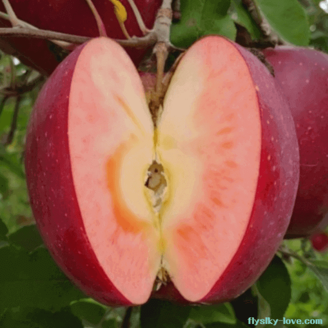 겉과 속이 붉은 복숭아 사과