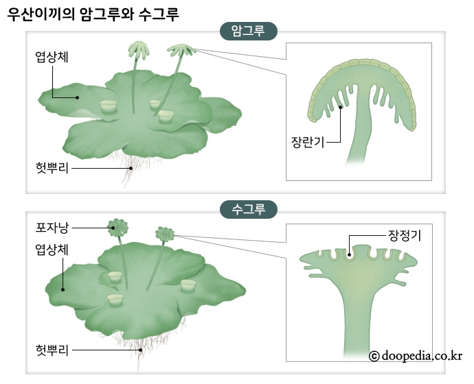 우산이끼의 암그루와 수그루의 형태