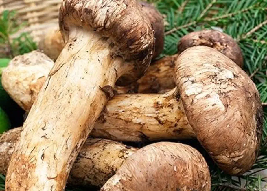 송이버섯의 항산화 효과