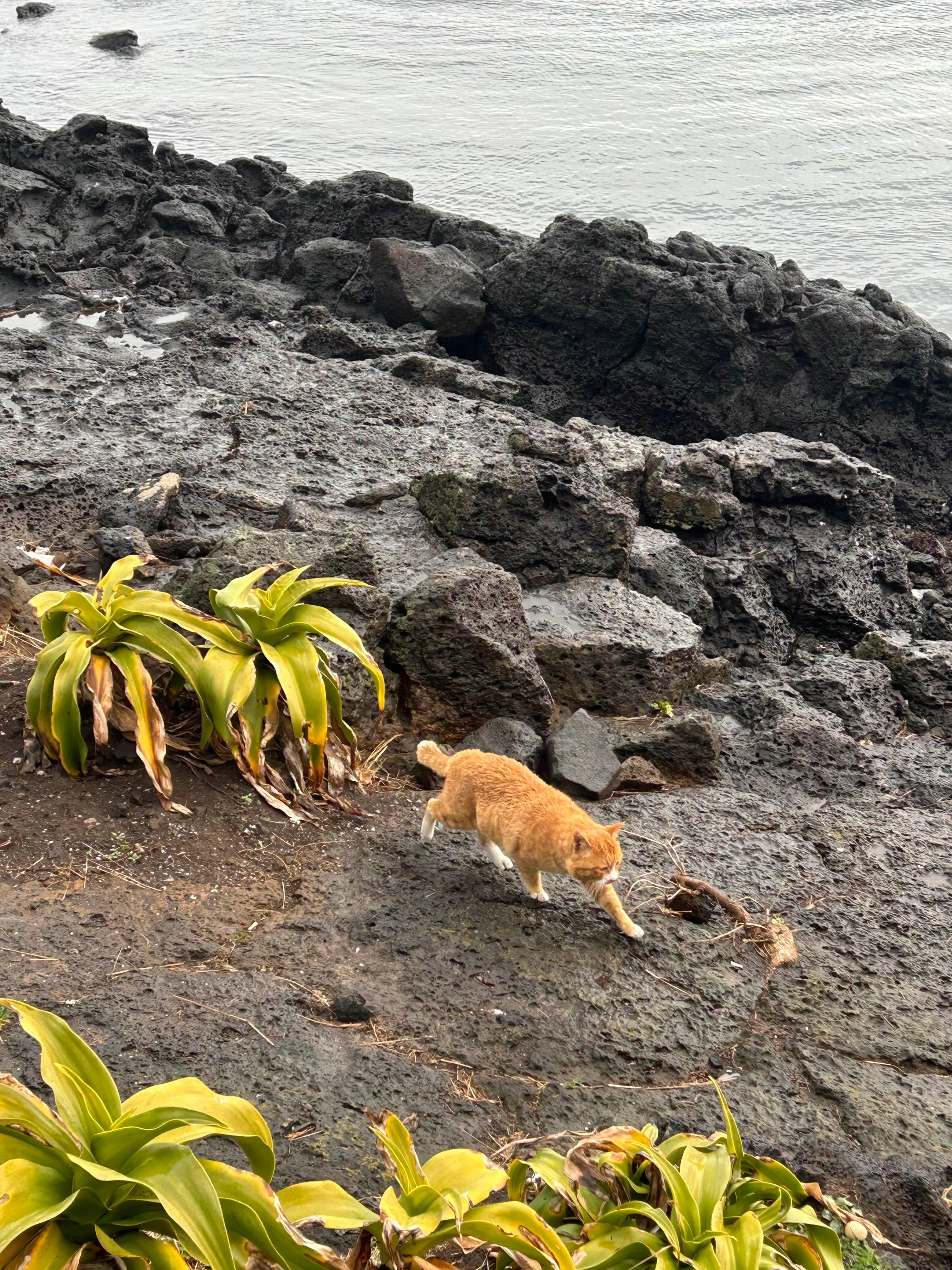 제주도-국내여행-경치-바닷가-고양이-jeju-jejuisland-cat-beach