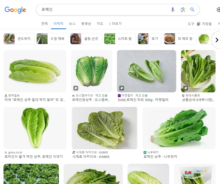 샐러드와 샌드위치에 활용하기 좋은 아삭한 로메인 상추