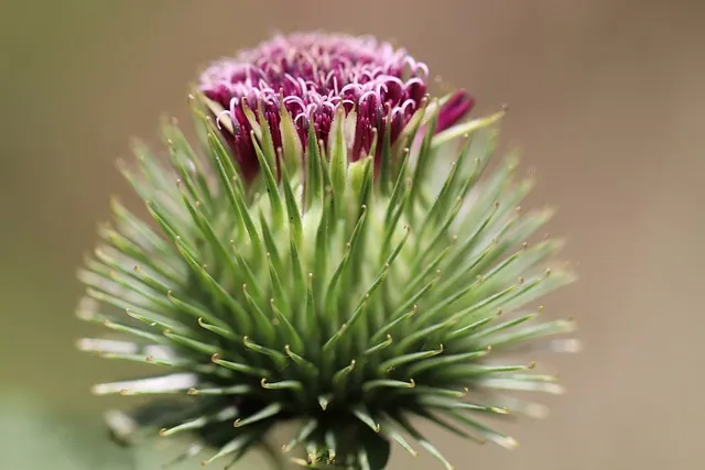 우엉차 효능 부작용_8