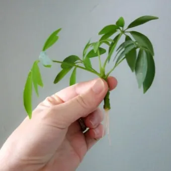 물꽂이 삽목 성공률높이기 깨끗한물 교체주기 빛관리 요령_8