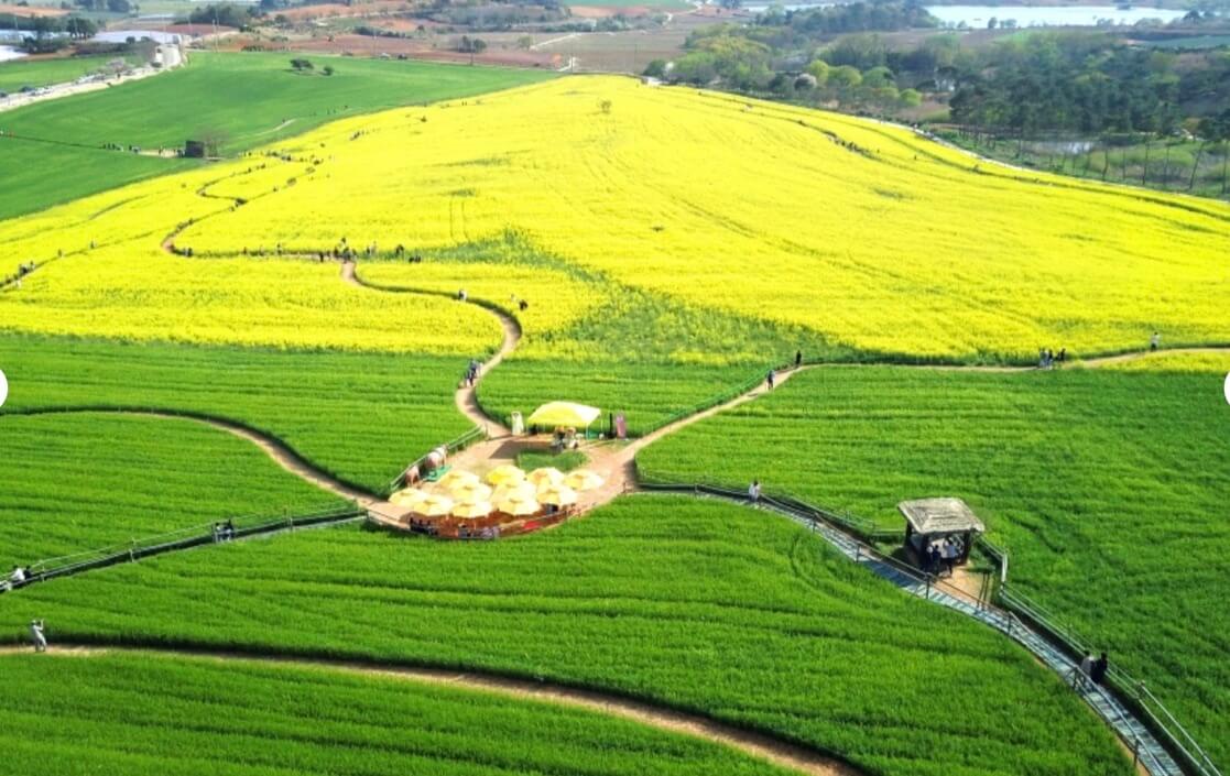 고창-청보리밭-축제-사진-2