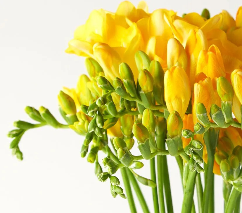 프리지아 수선화 꽃말 꽃다발 선물 의미_4